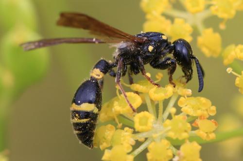 Discoelius dufourii